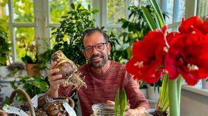 Zimmerpflanze für kalte Tage – die Amaryllis
