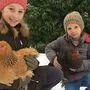 Stall-Herbergssuche: Clara und Julius Lang mit ihren Hendln „Herta“ und „Hildi“