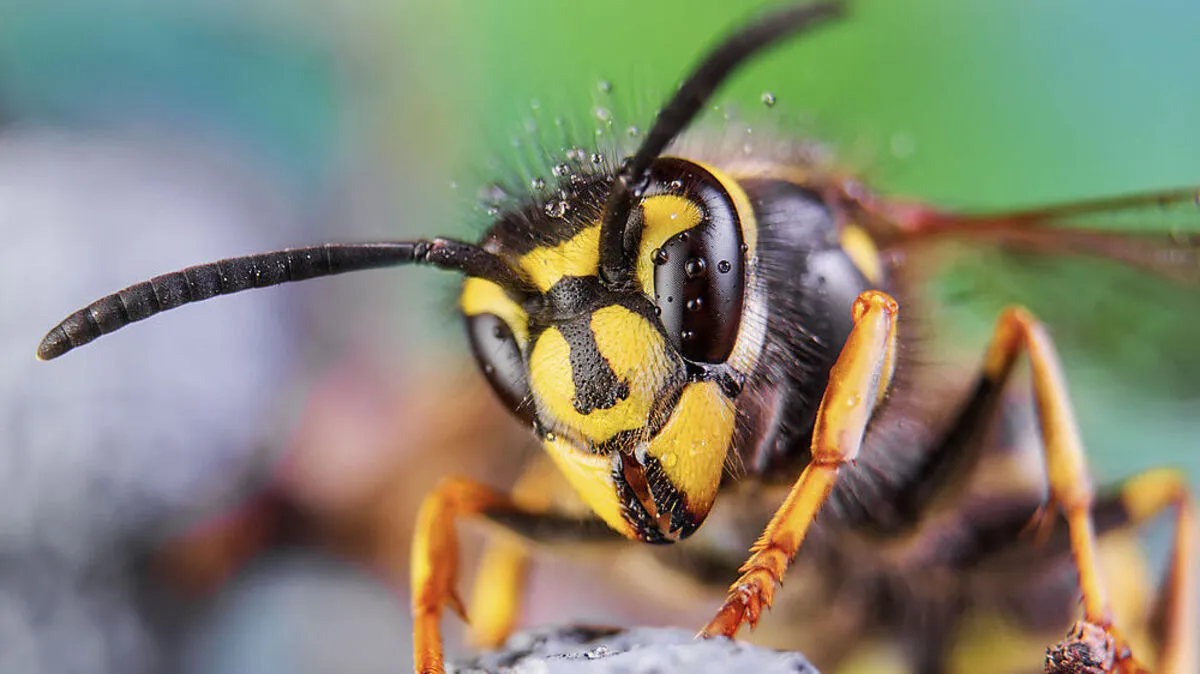 Im Hochsommer auf Hochform: die Wespe