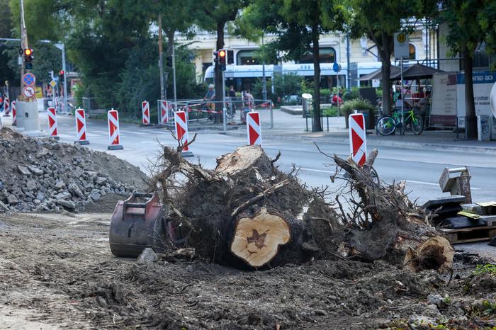 Am Opernring / Joanneumring mussten Bäume entfernt werden