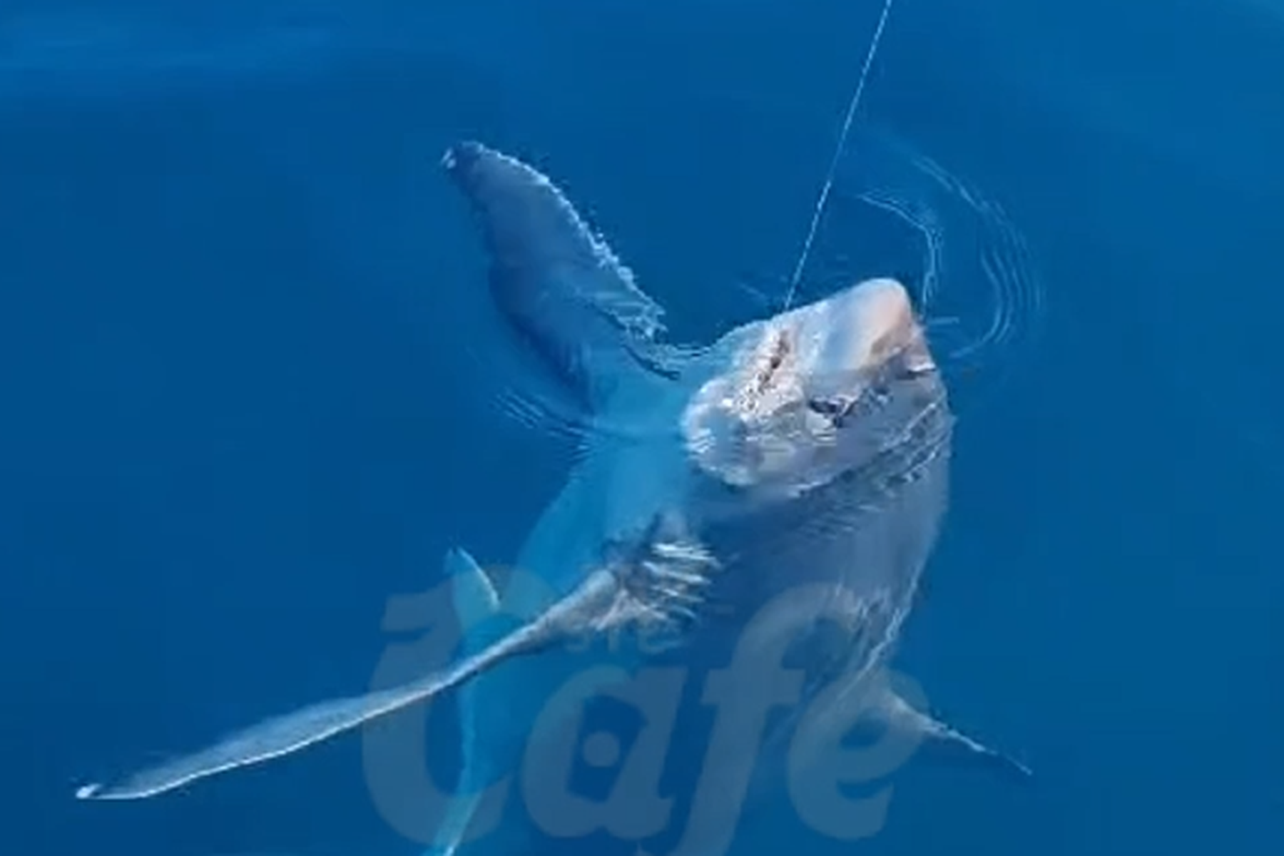 Fischer hatte im Golf von Triest plötzlich einen Drei-Meter-Hai am Haken