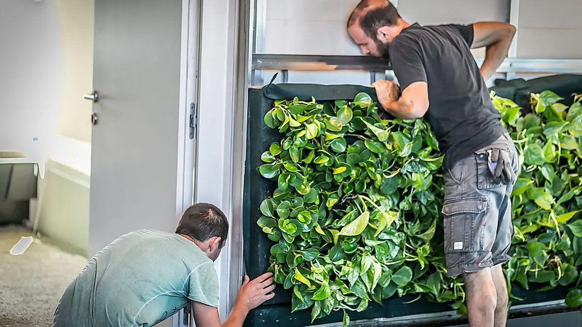 Und eingepasst - hier entsteht eine grüne Wand