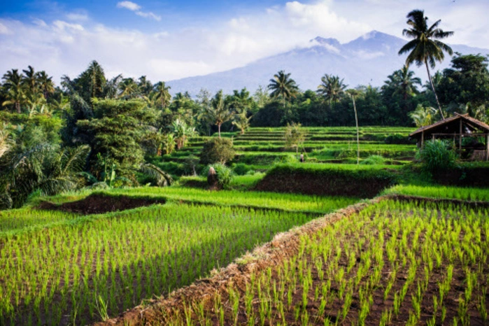 Auszeit! Lombok lädt ein zu entschleunigen: Also, einfach stehen bleiben und den Ausblick genießen auf die saftig grünen Reisfelder, die dem Mount Rinjani zu Füßen liegen. Apropos Mount Rinjani: Sein Gipfel ist ein wichtiger Pilgerort. Es gibt Touren auf den zweithöchsten Vulkan Indonesiens. Sie dauern drei Tage.