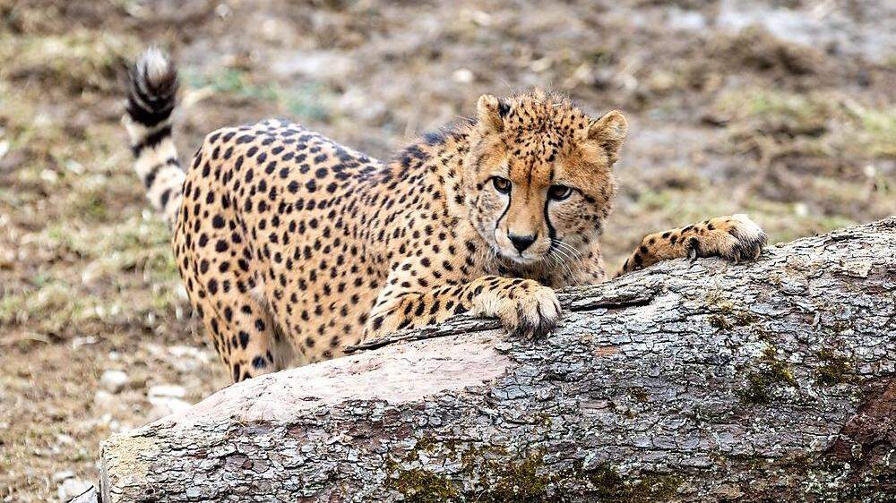 Gepard Tayo unternahm seine ersten Schritte in der Tierwelt Herberstein