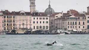Der Delfin „Mimmo“, wie ihn die Venezianer nennen, zieht seine Bahnen im Markusbecken vor der Kulisse Venedigs