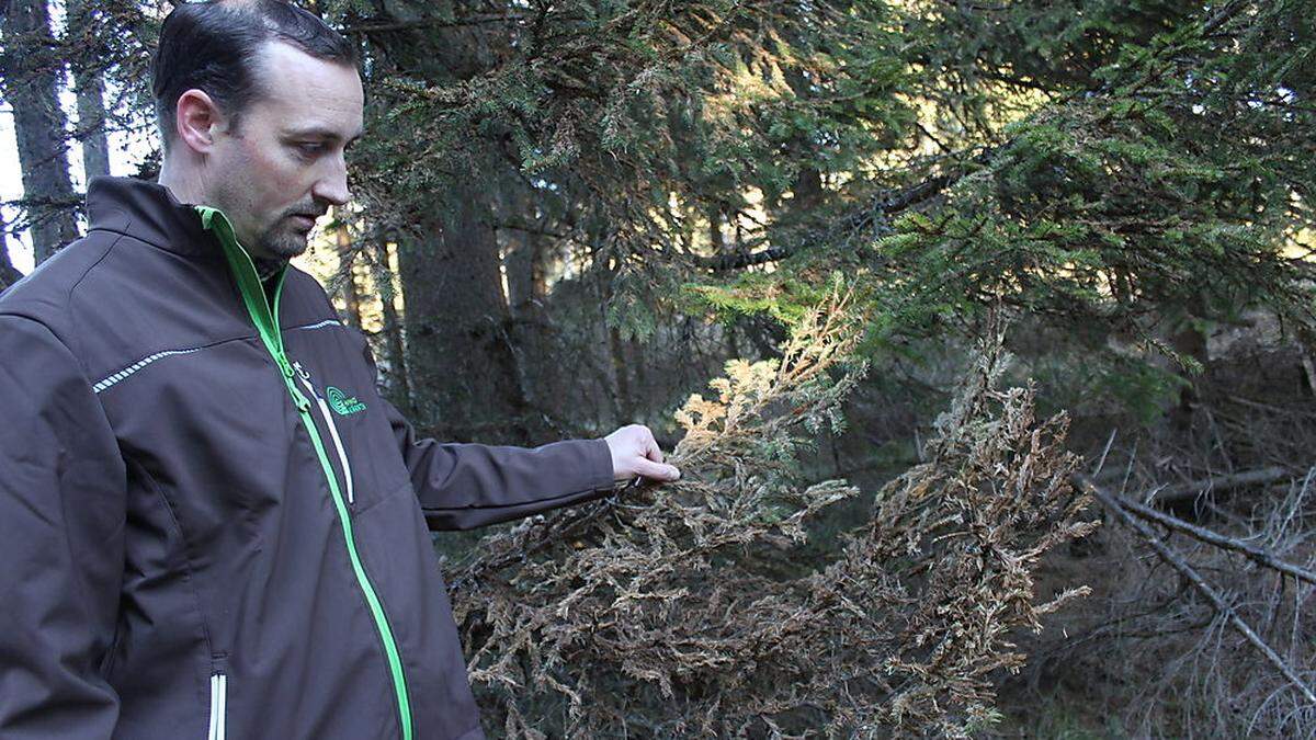 Förster Thomas Leuko zeigt auf einen befallenen Baum