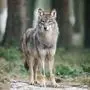 Ist wieder ein Wolf auf der Koralm unterwegs?