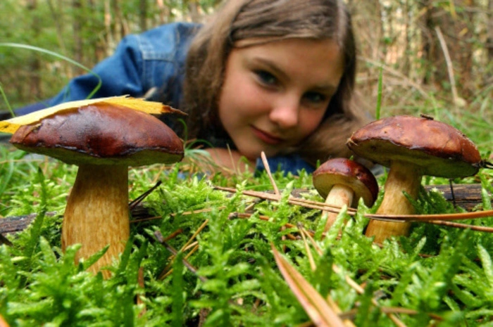 Braunkappe: Dieser Speisepilz ist ein geschmacklich sehr wertvoller Pilz und auch als Maronen-Röhrling bekannt. Größere Exemplare sind häufig wurmstichig, deswegen lohnen sich vor allem kleinere Exemplare des Pilzes. Ist es nass, hat er eine schmierig-klebrige Hutoberfläche, trocken ist er feinfilzig. Die gelblichen Röhren blauen auf Druck. Er wächst hauptsächlich im Nadelwald, vor allem unter Fichten.
