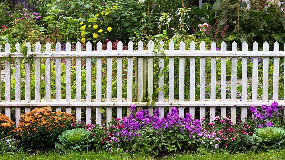 Blühender Grundstücksrand: Ein Zaun ist Grenze und Kontaktzone