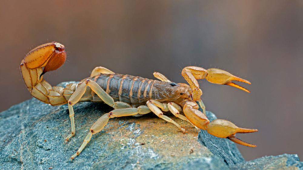 Ein Preis ging an Fachleute, die erforschte, wie Verstopfung die Paarungsaussichten von Skorpionen beeinflusst.