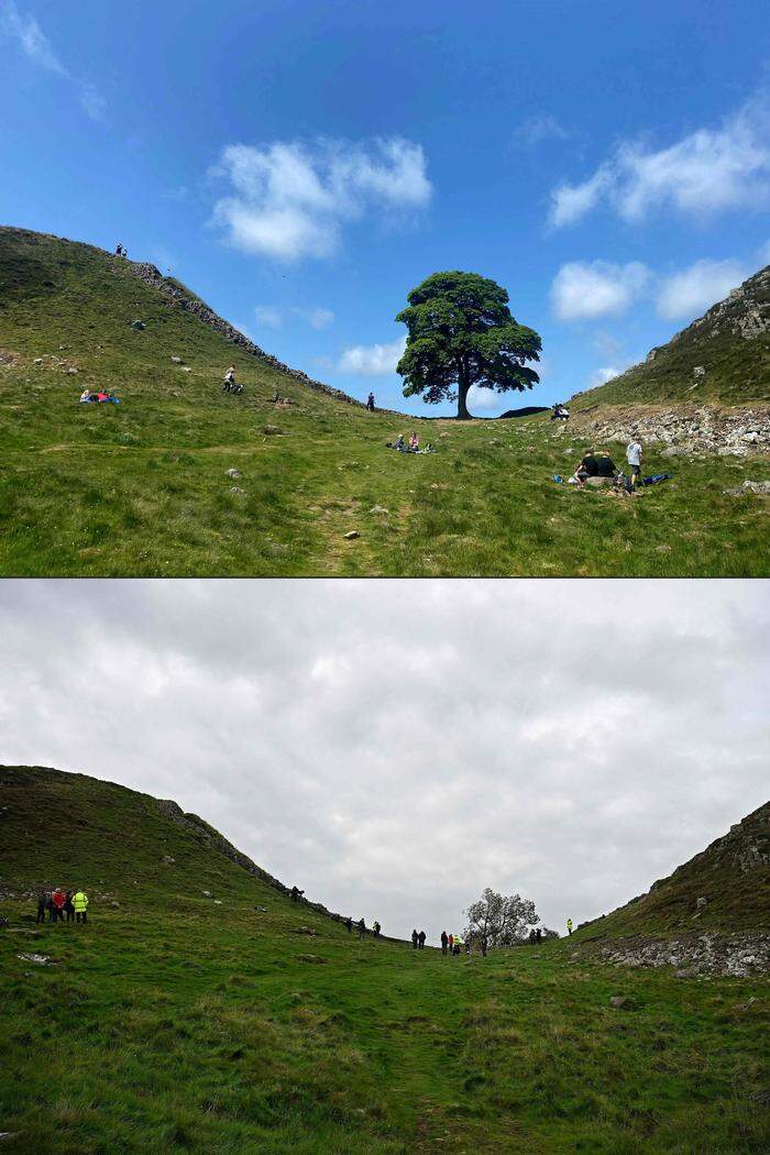 Eine Montage des "Sycamore Gap"-Baumes – "davor und danach"