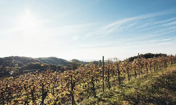 Liebliche Weinberge und schattige Wälder laden zu Radtouren und Wanderungen ein