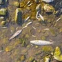 Tote Fische im Flachwasser