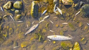 Tote Fische im Flachwasser