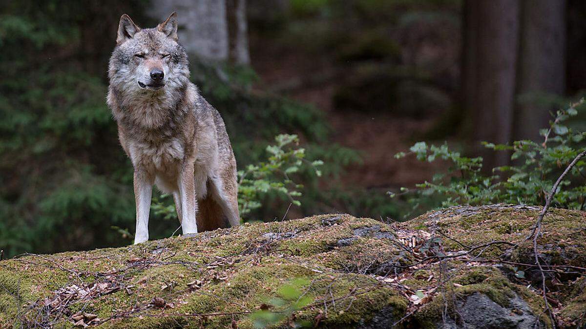 Wolf im Osten des Bezirks unterwegs (Sujetbild)