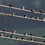 Tausende Zugvögel sammeln sich bereits, auch auf Stromleitungen