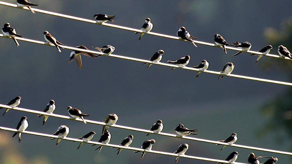 Tausende Zugvögel sammeln sich bereits, auch auf Stromleitungen