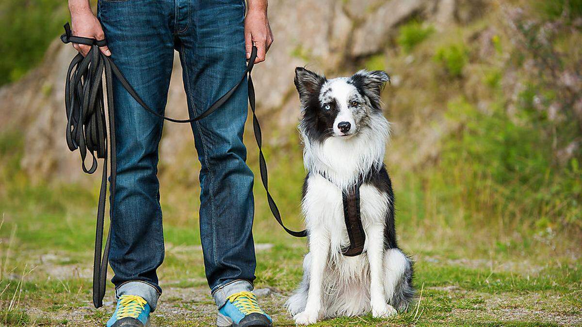 Gruppentrainings sind wichtig, um den Hund zu sozialisieren