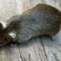 Ratten können schnell zum Problem werden. Deshalb ist eine genaue Mülltrennung wichtig