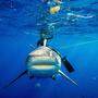 In Florida kommen Haie immer öfter in Berührung mit Drogen