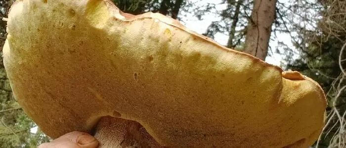 Martin Hebenstreit aus Friesach fand einen riesigen Steinpilz