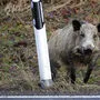 Eine Gruppe von Wildschweinen verirrte sich auf die A2 (Archivbild)