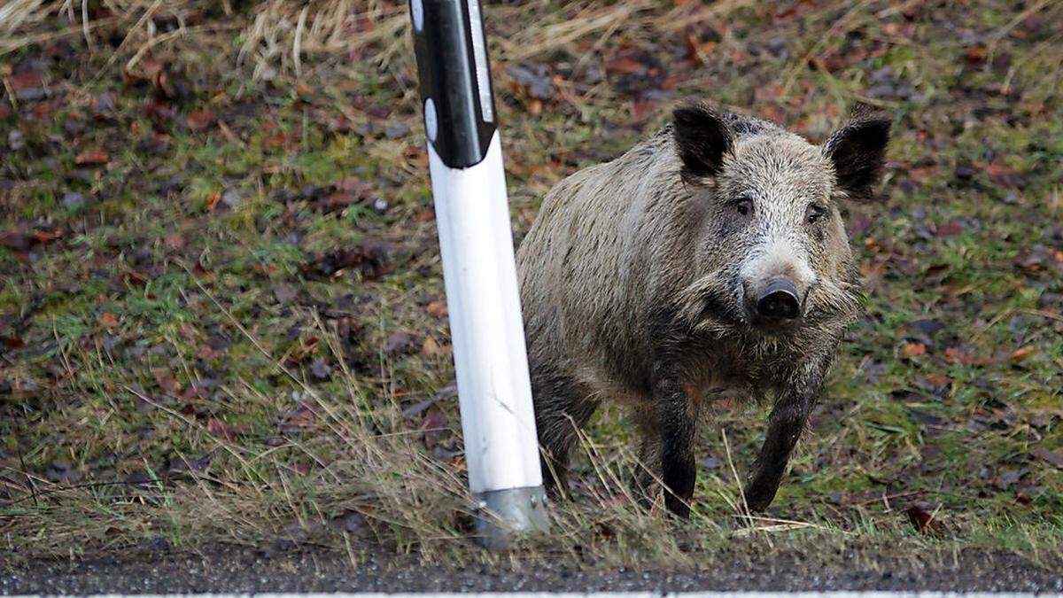 Eine Gruppe von Wildschweinen verirrte sich auf die A2 (Archivbild)