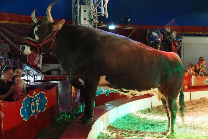 Seit 250 Jahren gibt es den Zirkus heuer. Er bleibt den Sommer über in Kärnten. Bis zum 30. Juli stemmt das 40 Tiere und 50 Zirkusmitarbeiter umfassende Team sein atemberaubendes Zirkusprogramm noch in der Strohgasse Ecke Rosentaler Straße stadtauswärts rechts auf Höhe der Frima Stroh in Klagenfurt.