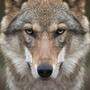Der Abschuss des Wolfs wird in Kärnten weiter erleichtert