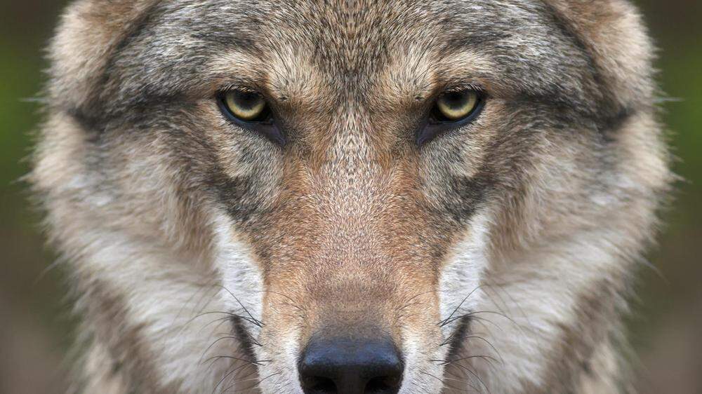 Der Abschuss des Wolfs wird in Kärnten weiter erleichtert