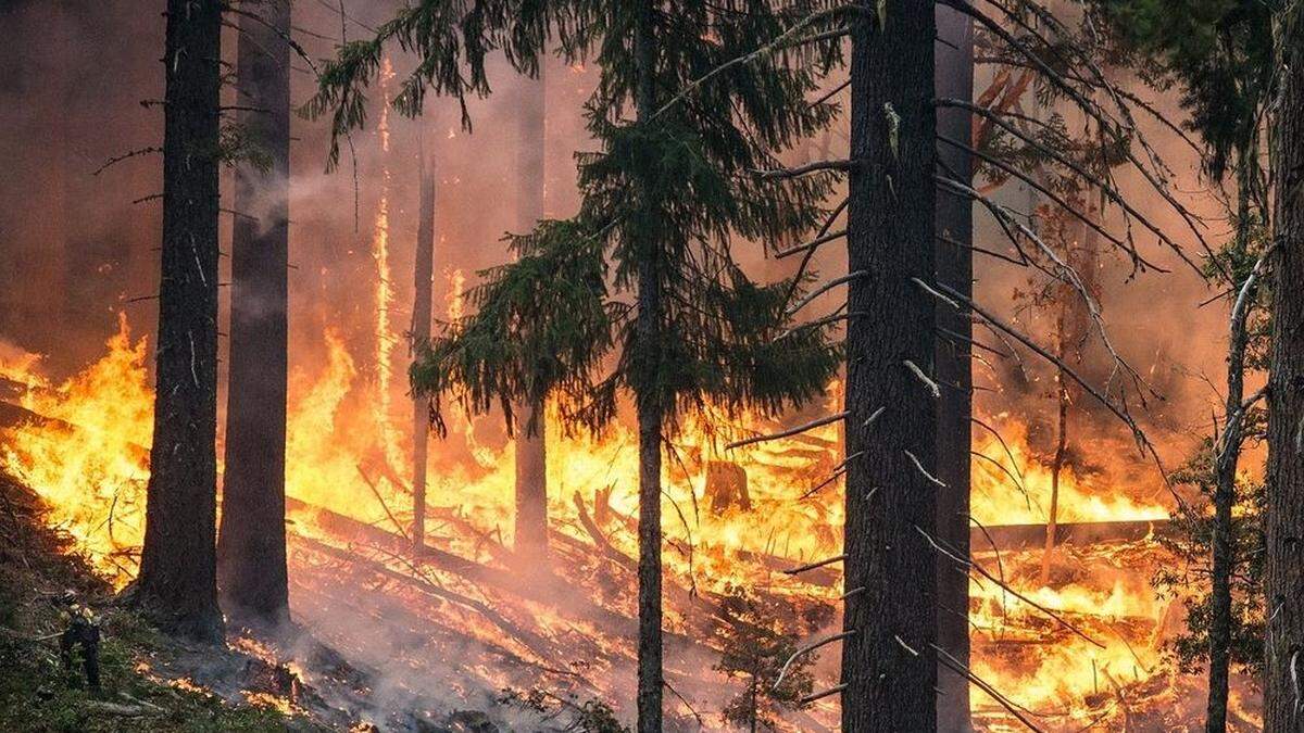 Das Risiko für Waldbrände ist in den Sommermonaten besonders hoch