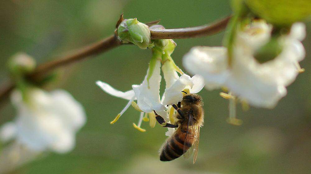 Bienen sind stark vom Aussterben bedroht