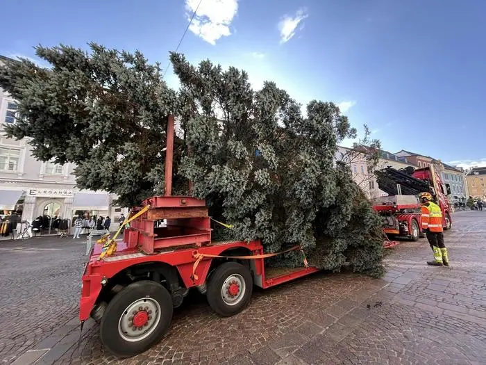 Das Team der Abteilung Stadtgrün brachte den Baum mit einem Tieflader in die Innenstadt