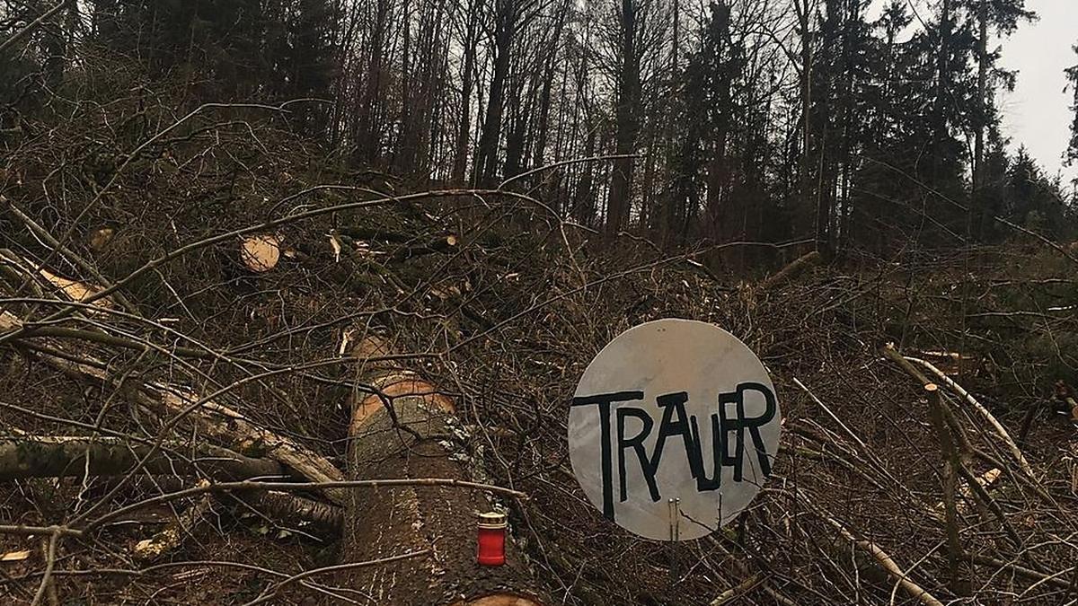 Fast das ganze Waldstück in der Ragnitz ist flachgelegt.