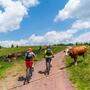 Ein Miteinander für alle: Auf der Malleistenalm führt eine Mountainbikestrecke zwischen zwei Weiden hindurch. Doch nicht überall ist das möglich. 