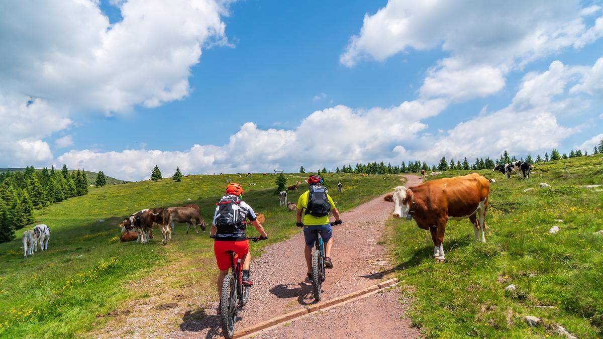 Ein Miteinander für alle: Auf der Malleistenalm führt eine Mountainbikestrecke zwischen zwei Weiden hindurch. Doch nicht überall ist das möglich. 