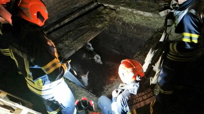 23 Mann der Feuerwehr Gröbming holten drei je rund 200 Kilo schwere Jungstiere aus einer Jauchengrube.
