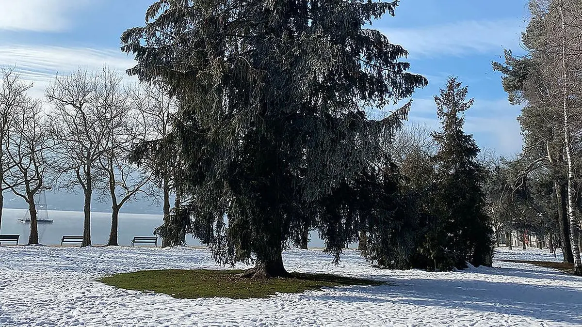 Diese meterhohe Fichte muss gefällt werden