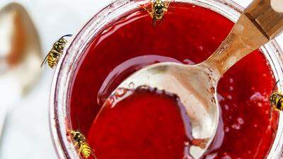 Wespen lieben Süßes, weil die Königin Eiweiß braucht, fliegen sie aber auch auf Fleisch