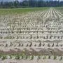 Das Gewitter am Mittwoch richtete in der Landwirtschaft in Kärnten große Schäden an, wie hier beim Mais
