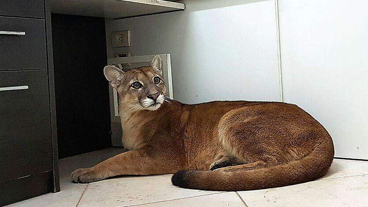 Der ausgewachsene Puma unterm Schreibtisch