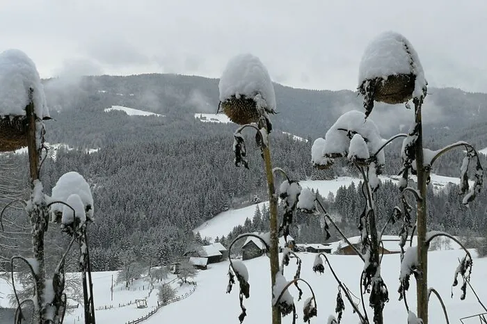 Ordentlich geschneit hat es im Bezirk Murau.