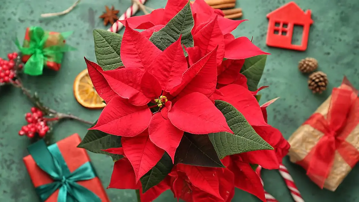 Wenn man weiß, was man zu tun hat, ist auch der Weihnachtsstern eine pflegeleichte Pflanze. 