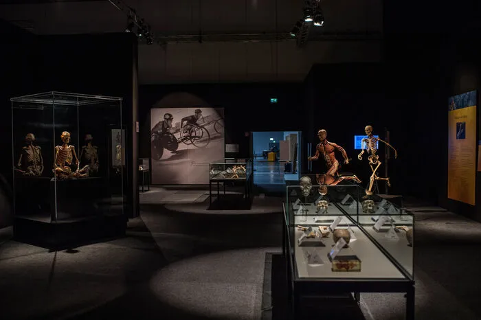 Grund dafür: Alle Ausstellungsobjekt stammen von echten Menschen oder Tieren