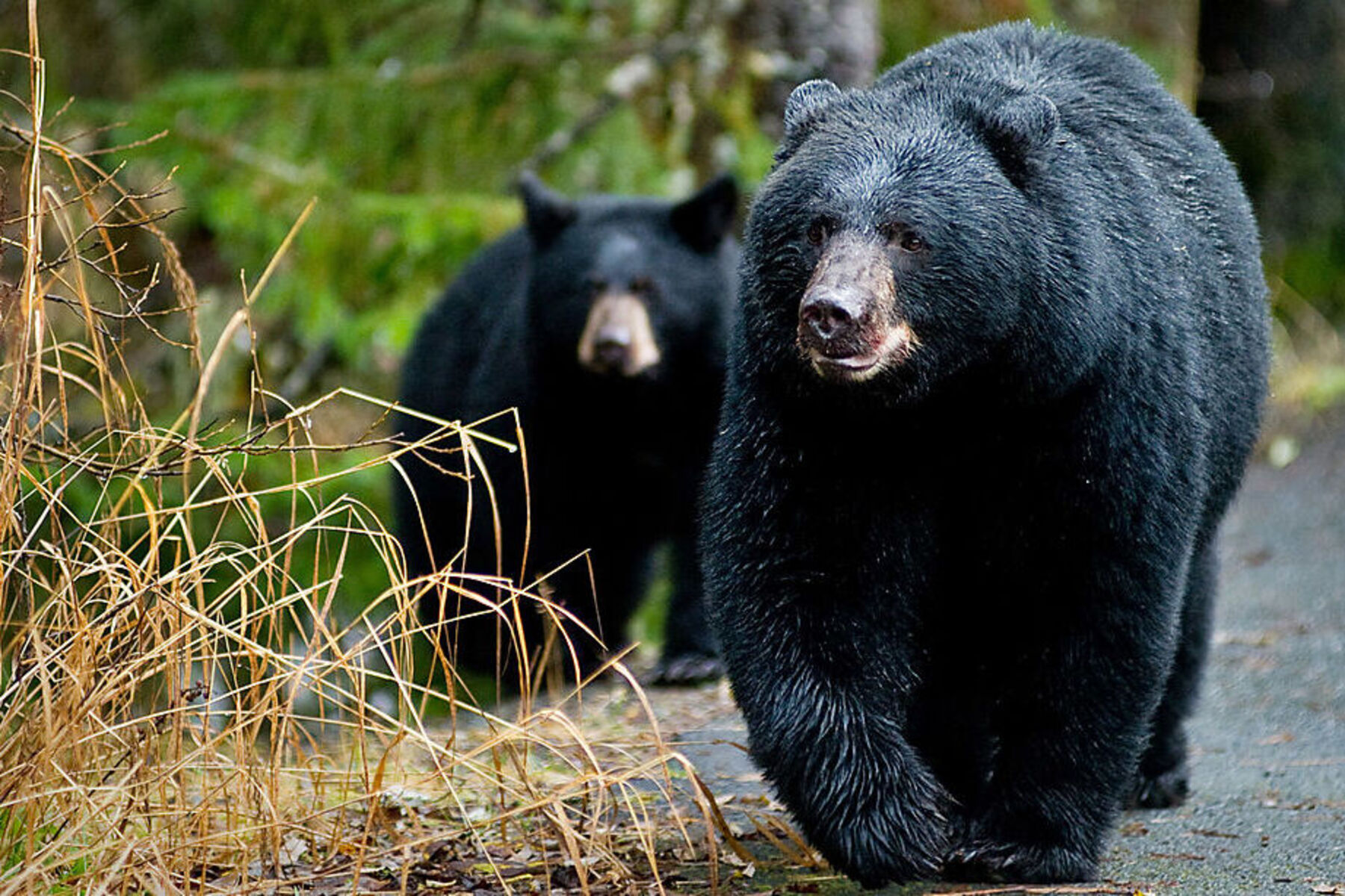 Bär klettert auf Baum in Wohnquartier – Wildhüter greifen ein