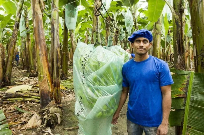 Der Weg der Fairtrade-Bananen ist direkt rückverfolgbar.