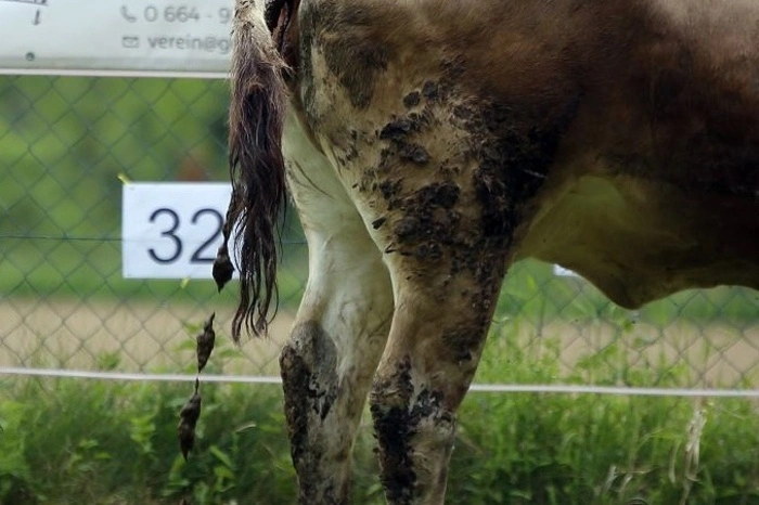Fast eine halbe Stunde dauerte es, bis der erste Kuhfladen fiel - auf Feld Nummer C33. Damit gewann Richard Bierbauer aus Gleisdorf, der zuvor auf dieses Feld gesetzt hatte - einen Urlaub im Wert von 800 Euro im Almwellnesshotel Pierer.