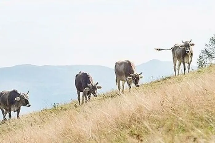 Braunvieh, eine alte Rasse aus dem 15. Jahrhundert, liefert Milch und Fleisch, das Mariahofer Blondvieh, eine vom Aussterben bedrohte Rasse, fand in der hoteleigenen Landwirtschaft neue Heimat.
