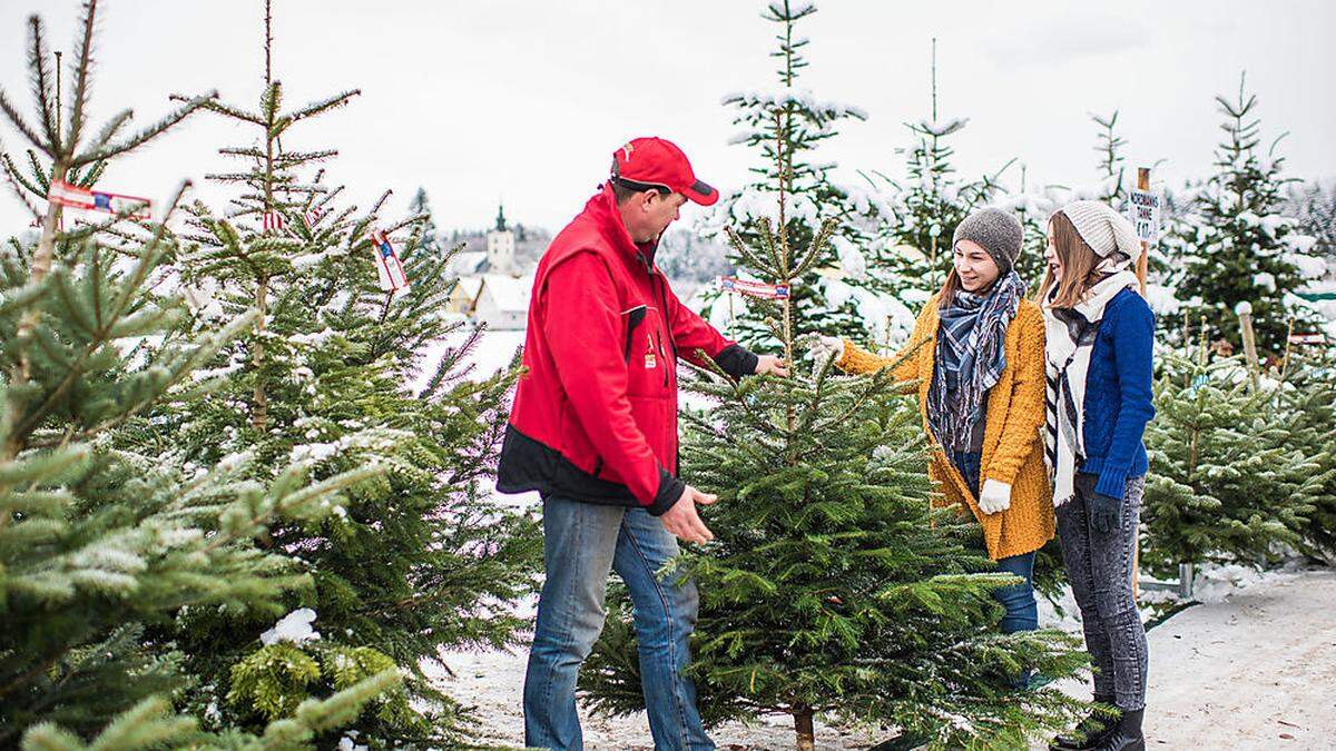 Die Preise für Christbäume sind stabil geblieben