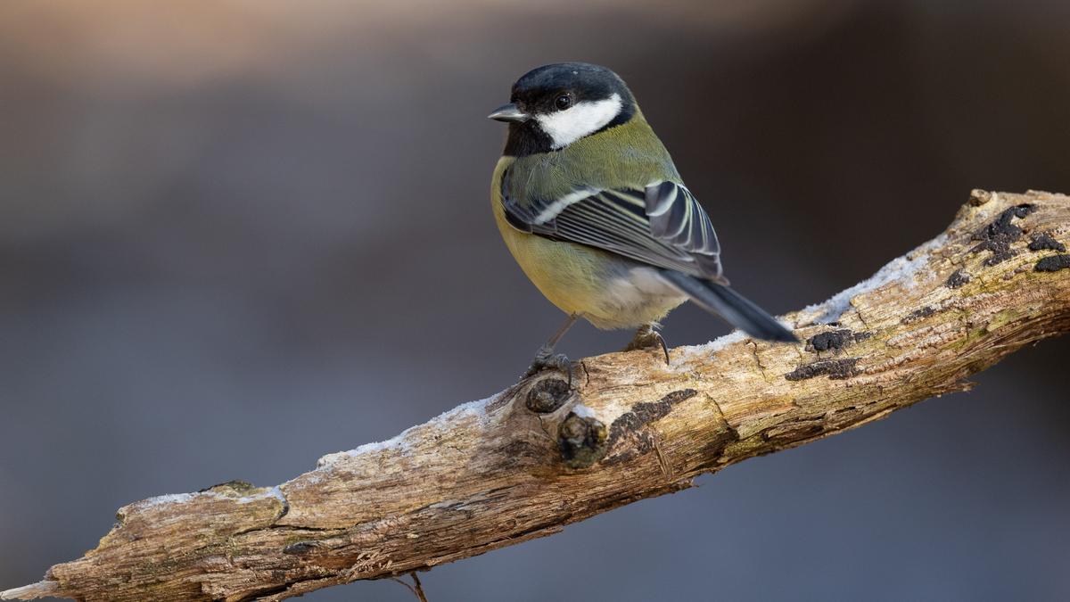 Höchste Zahl in Gärten Das Lavanttal hat mit Abstand am ehesten einen